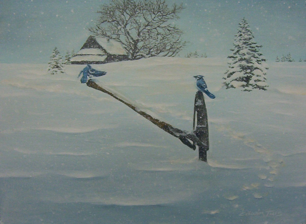 Edwin Tuts - Snowy Blue Jays